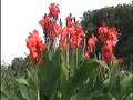 videos de Tropisch Vordenstein  14 - Canna