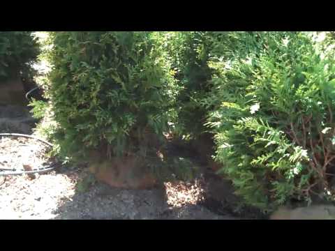 how to fertilize a cedar hedge
