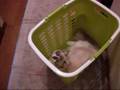 ん？何か入ってるぞ～猫(=^・^=)　what's in this basket?