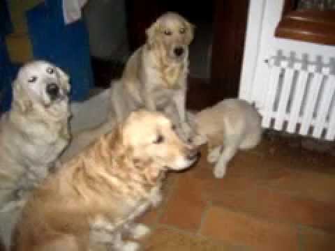 bibiloved golden retrievers and family