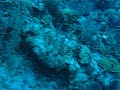 Buceo en Majahual