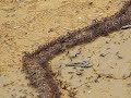 Army ants close-up Army ants close-up