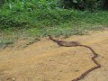 Army ants close-up