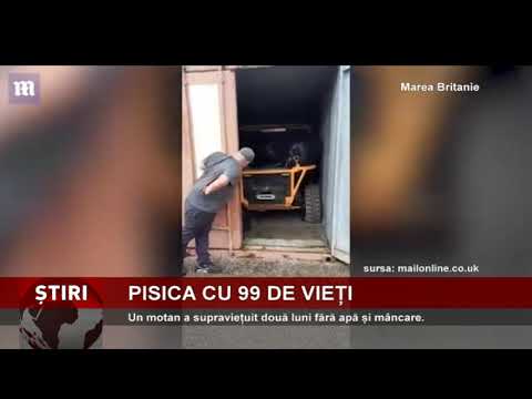 Un motan a supraviețuit două luni fără apă și mâncare
