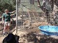 ivan-the-siberian-lynx-playing-with-water.html
