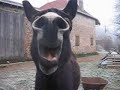 Ane qui braie