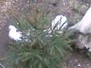 Pou?n� video o pol�rn� li?ce, ZOO Brno