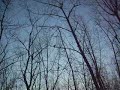 Alborto de primavera, �le-des-Soeurs, Montreal