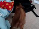 crazy griffon bruxellois puppy