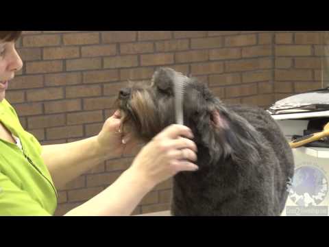 how to care for a lhasa poo