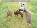 doberman gang