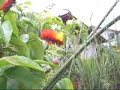 Beija-flor/Colibrí/Humminbird