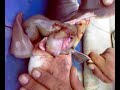 eskihisarda kopek baligi 2