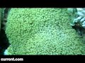 Jon Rawlinson Productions » Blog Archive » Coral Cay Conservation