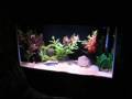 videos de Tank Tour December 2008 Convict Cichlids, African Cichlids, South American Cichlids, Guppies etc.