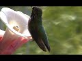 Hummingbirds 2007 Unbelievable! Hummingbirds 2007 Unbelievable!