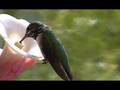 Hummingbirds 2007 Unbelievable!