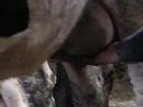 vache bretonne