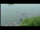 Beaver at Heartland