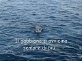 La Pesca del Gabbiano