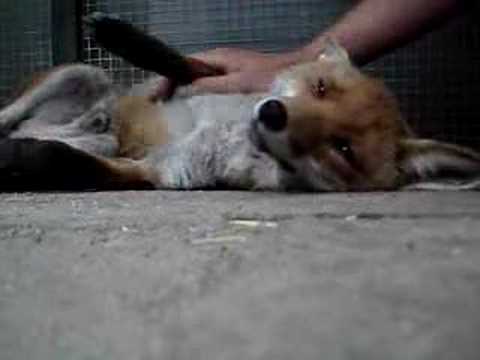 Happy Fox