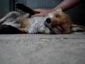 Happy Fox...