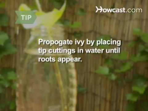 how to plant ivy cuttings