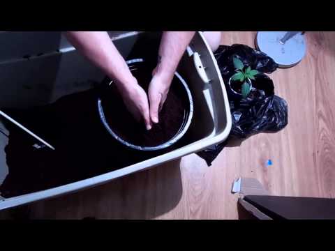 how to transplant in coco