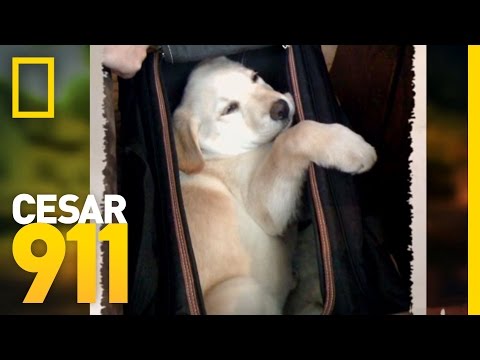 911 - The beloved dog of the Freedom Writers is making life very difficult; Cesar comes in to teach the students that Beau is not the boss. CESAR 911 AIRS FRIDAYS ...