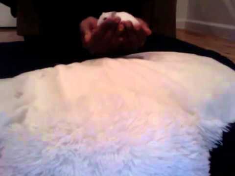 how to properly pick up a dwarf hamster