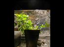 EveIll8tone: CATNIP IN MOTION