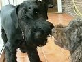 Giant Schnauzer and Poodle Bone Fight Stand-off