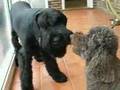 Poodle