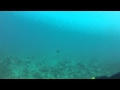Titan Triggerfish Attacks!! (Pulau Tioman, 8.4.2013)