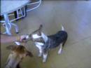 Cachorros