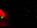 Orthonormaliztion of motion information in a computer video
