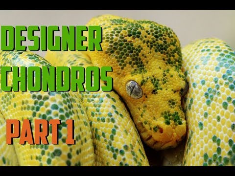 YouTube reptile video