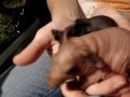 Skinny Pigs - Holding Newborn Babies Skinny Pigs - Holding Newborn Babies
