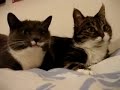 Two Talking Cats: Translation (budwiser frogs) - Thumb #1