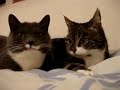 Two Talking Cats: Translation (budwiser frogs) - Thumb #2