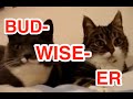 Two Talking Cats: Translation (budwiser frogs)