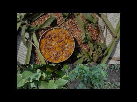 how to grow voacanga africana
