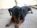 Kelly Key - Cachorrinho