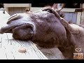 Munch Cam - Lightning the Donkey Munch Cam - Lightning the Donkey