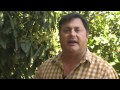 Why Is This Farmer Transitioning To Younger Trees? 