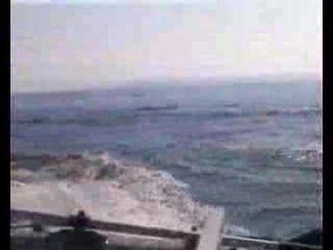 Dolphins off Jersey, Channel Islands