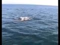 Dolphins off Jersey, Channel Islands