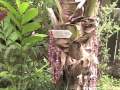 Sweet V Land Hale Vacation Rental on the North Shore of Oahu
