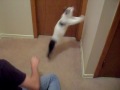 videos de Noah plays catch