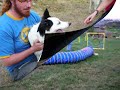 Agility monferrer curs 2007-2008